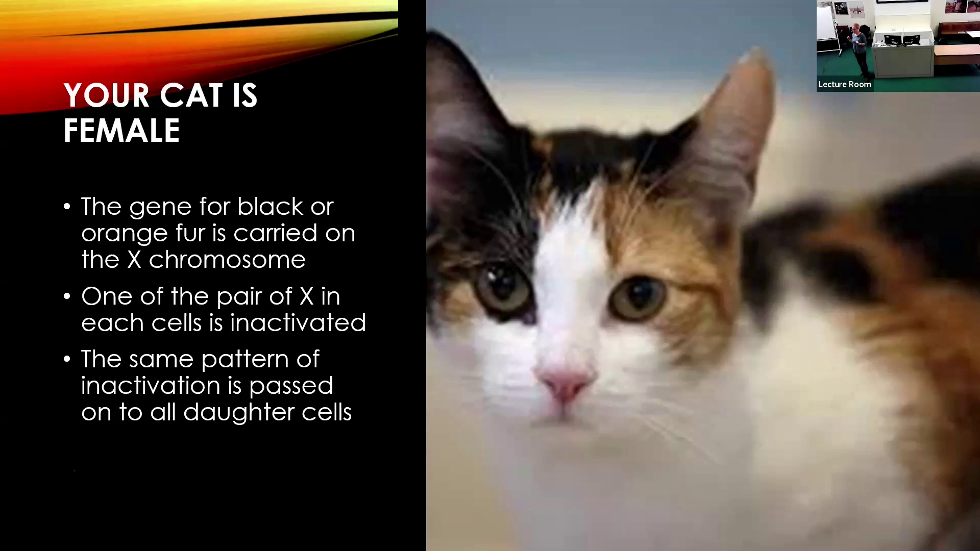 Epigenetics for cats