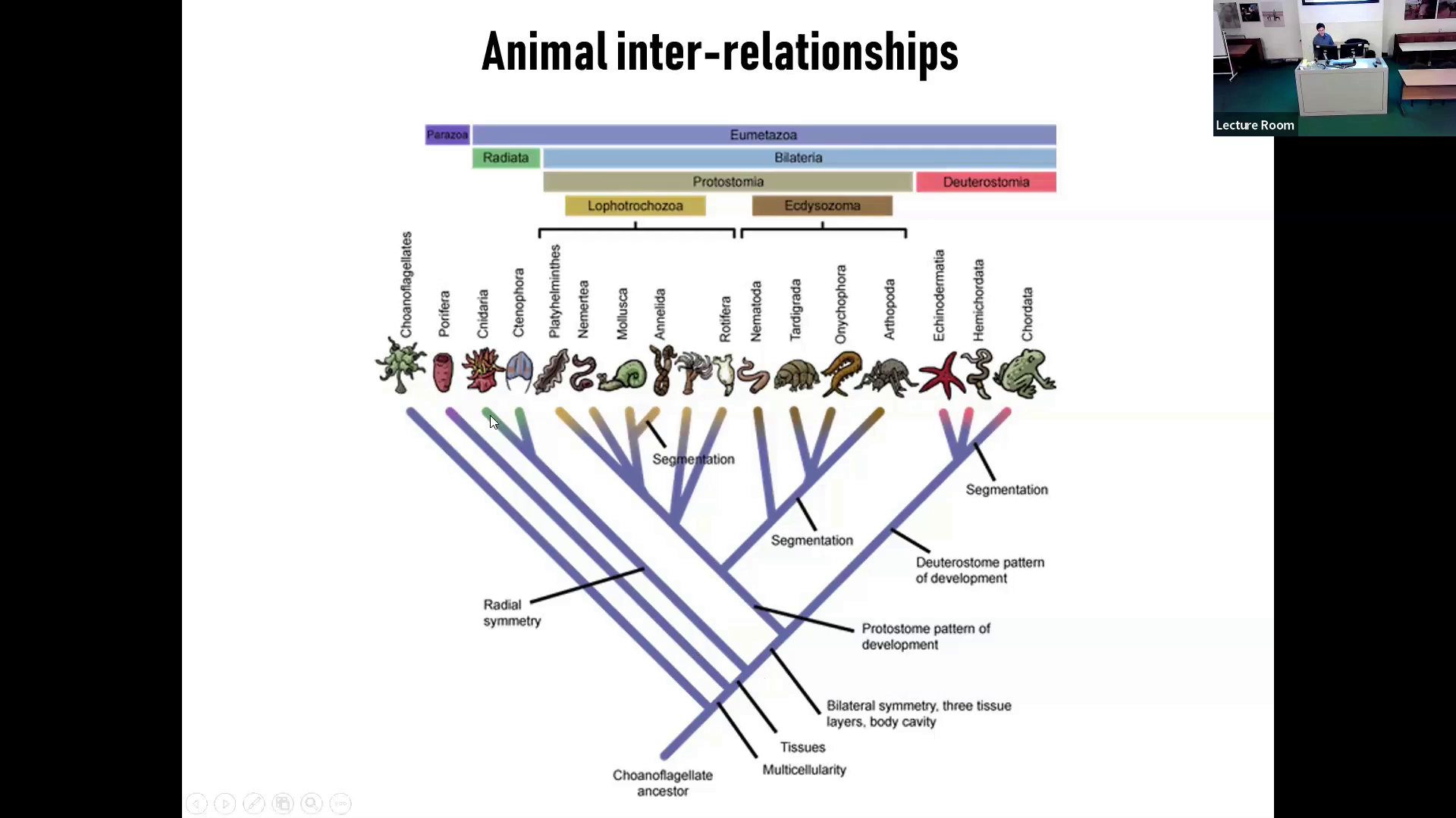 FossilFamilyTree